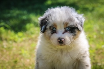 Mini Aussie Puppy For Sale - Lone Star Pups Mini Aussie Puppy For Sale - Lone Star Pups